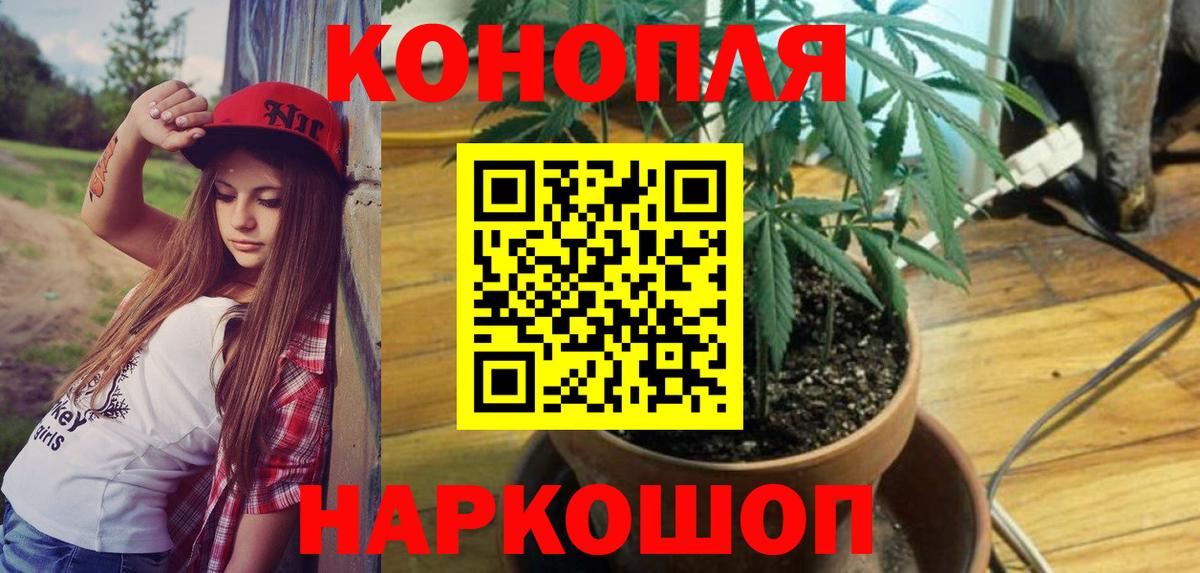 Каннабис OG Kush Апшеронск